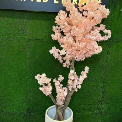 cherry blossom
