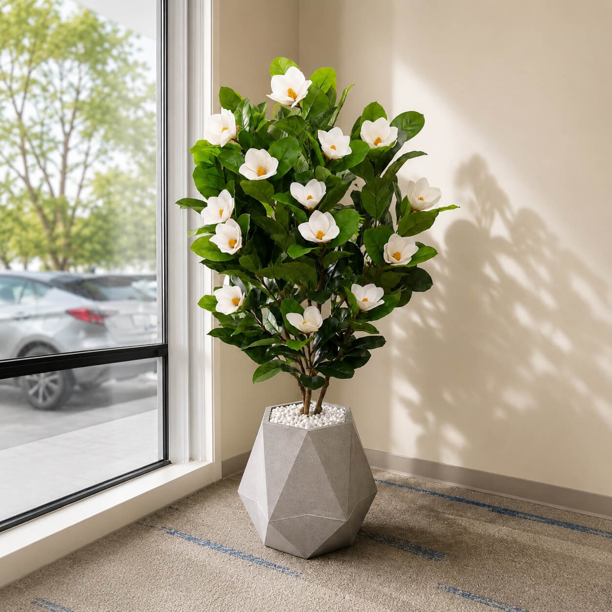 Magnolia Plant – 5 FT with Hexa Planter Combo