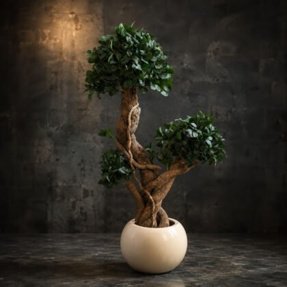 Panda Ficus Bonsai Tree – 5 FT with Orion Planter Combo