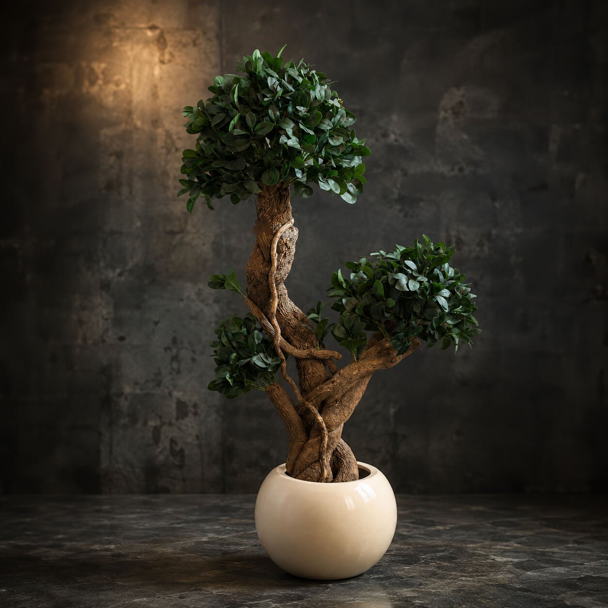Panda Ficus Bonsai Tree – 5 FT with Orion Planter Combo